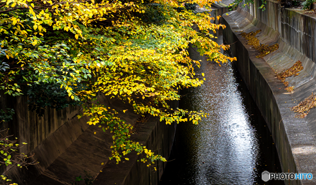 秋の渋谷川