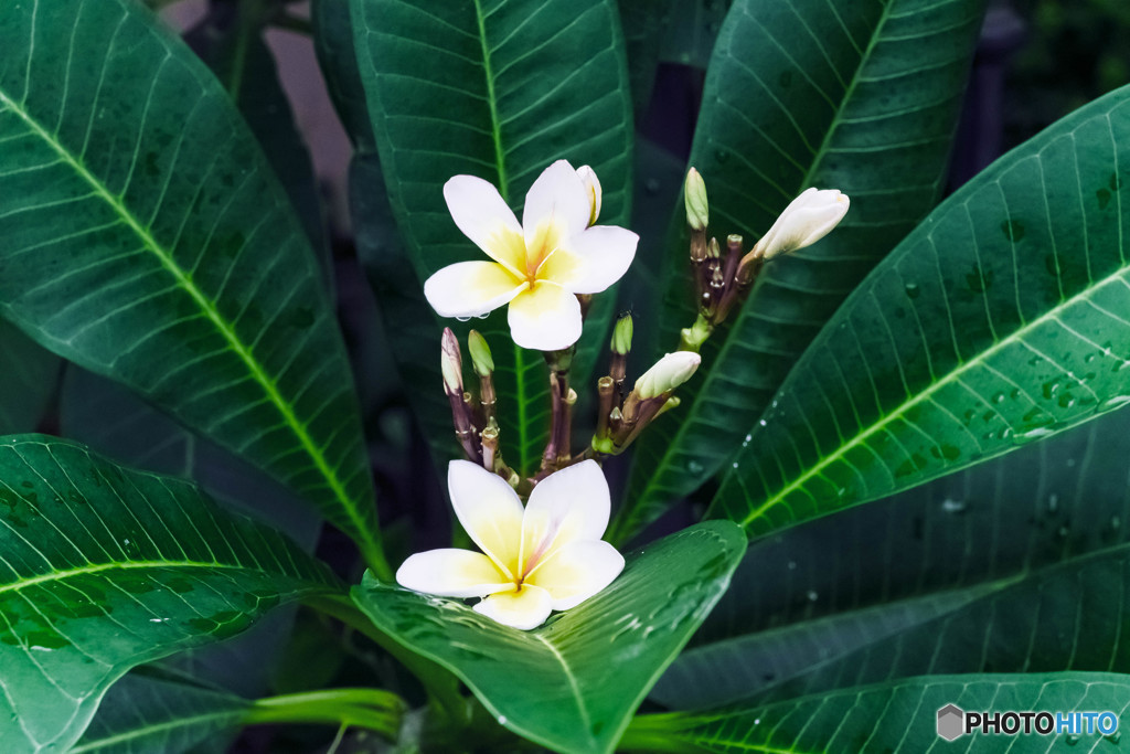 Plumeria