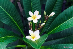 Plumeria