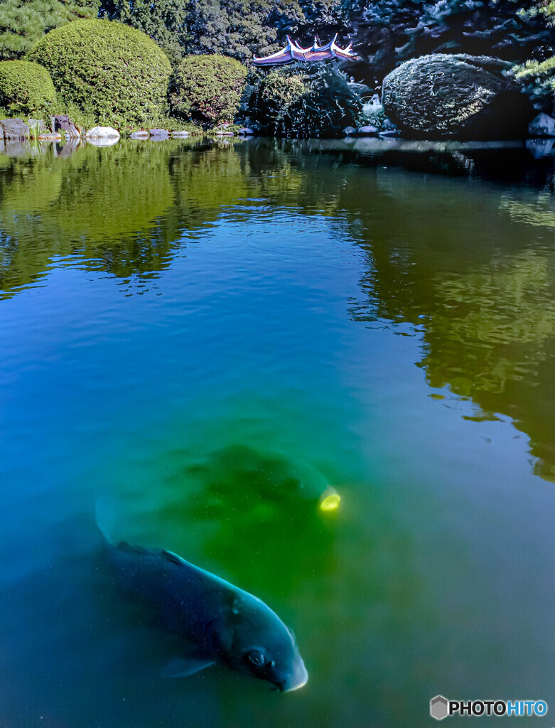 池の鯉