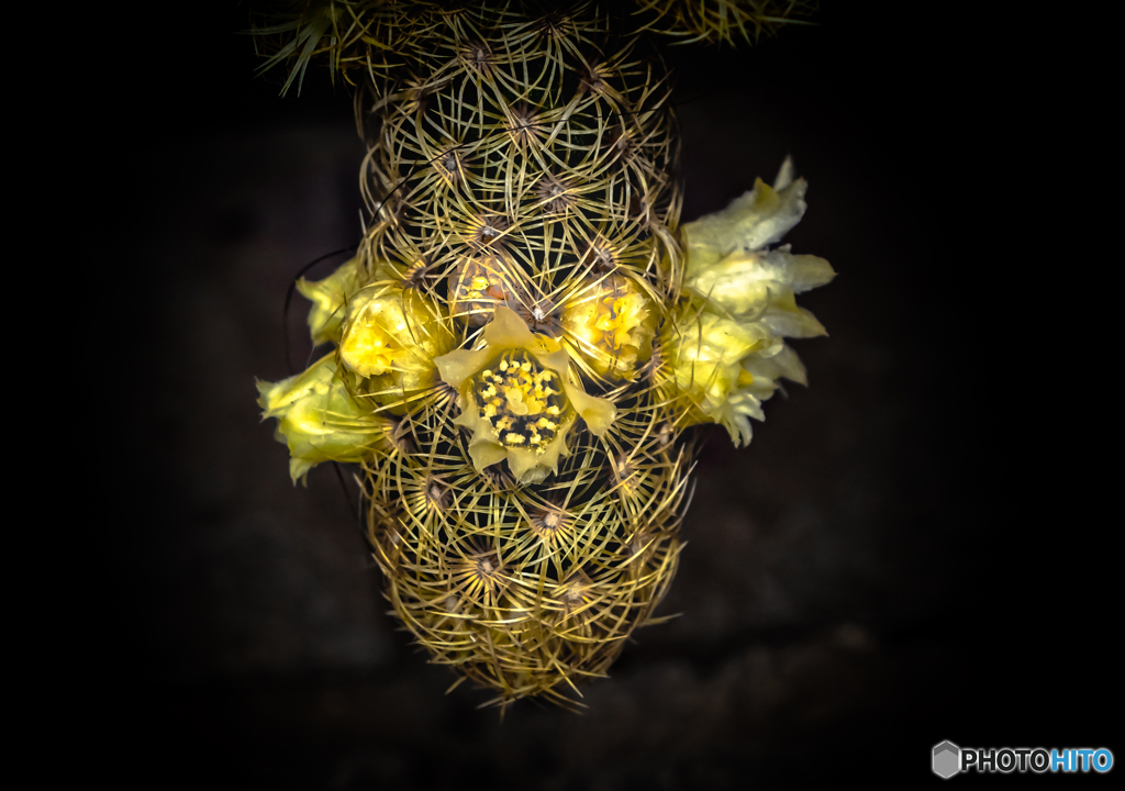 サボテンの花
