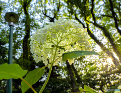 夕日に映える紫陽花