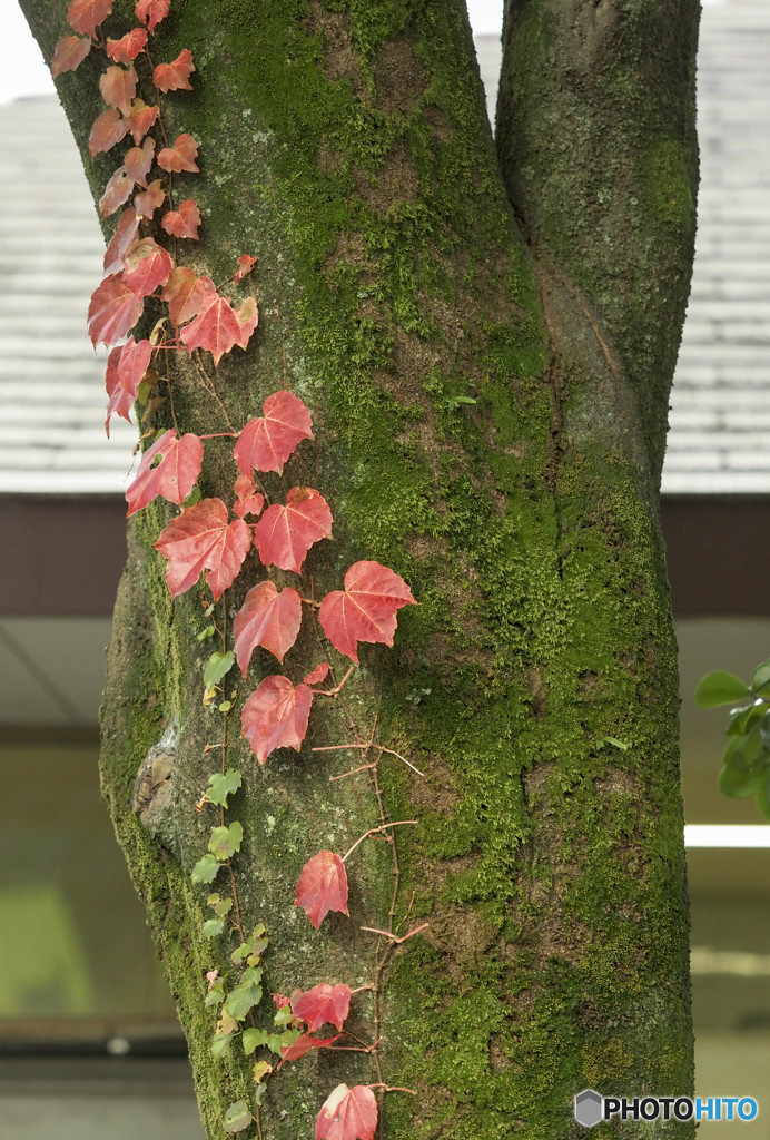 秋彩に染まる蔦植物