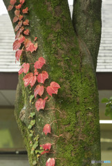 秋彩に染まる蔦植物