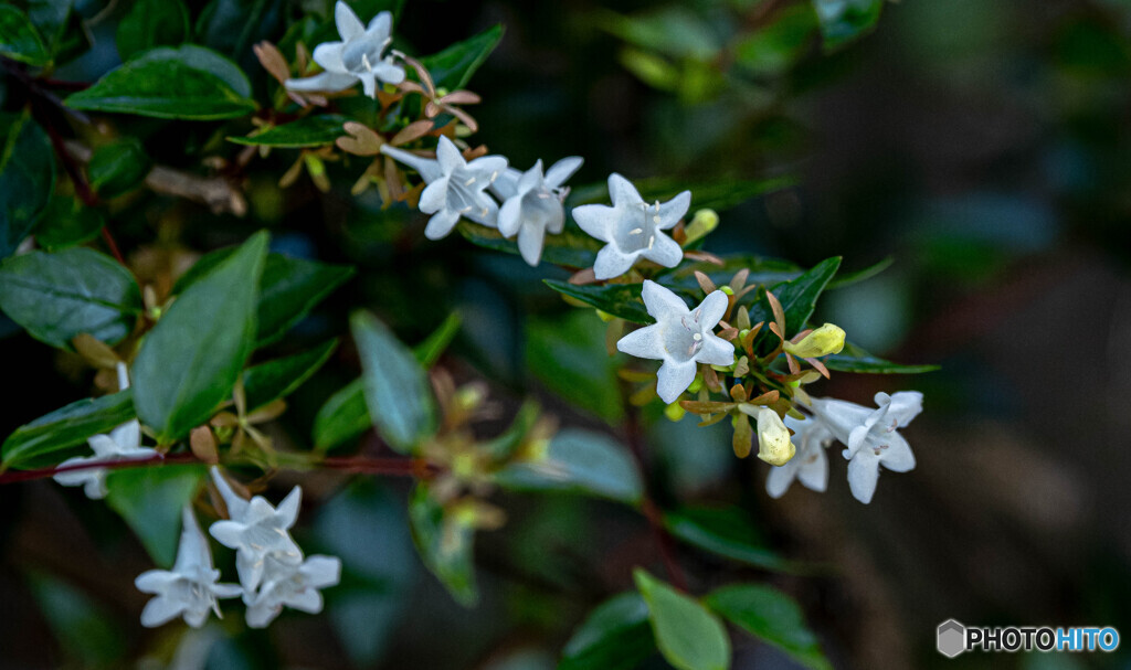 アベリア咲く