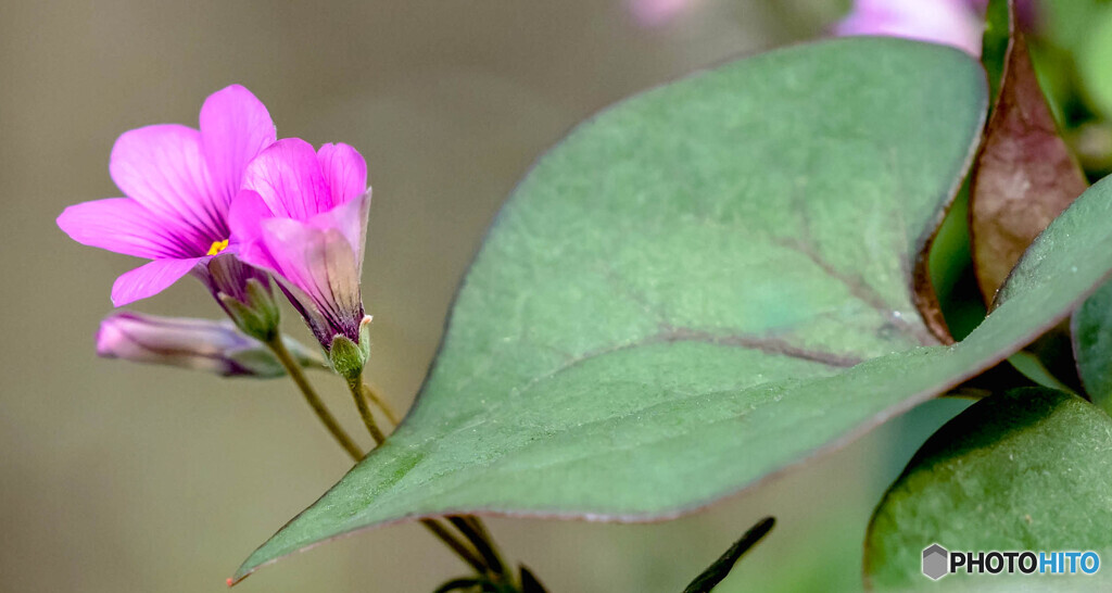 野草の花