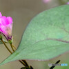 野草の花