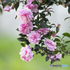 山茶花