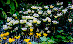 ガザニアが咲く場所