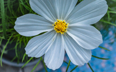 鉢植えの花