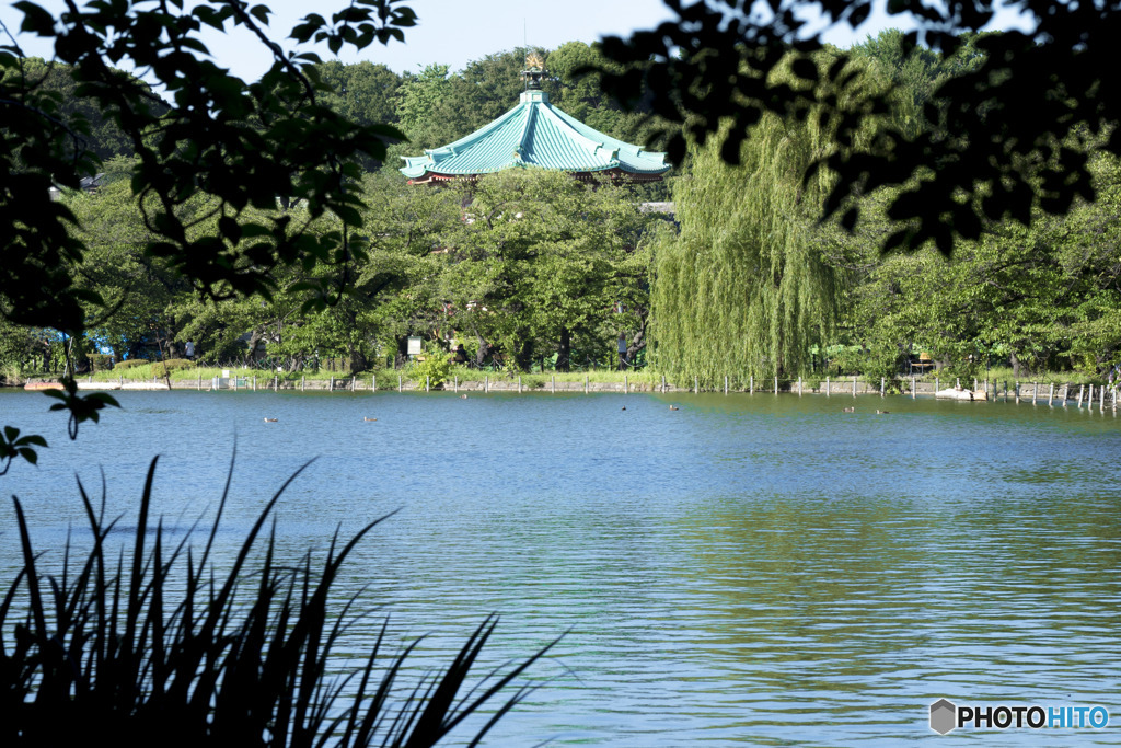 池之端・ボート池