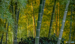輝く竹林