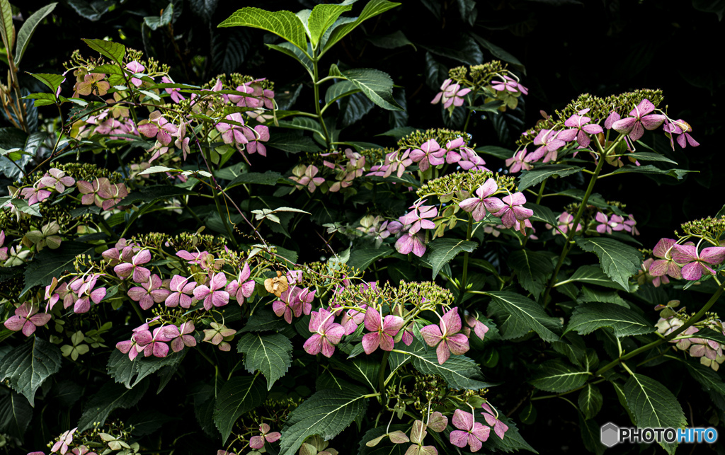 紫陽花