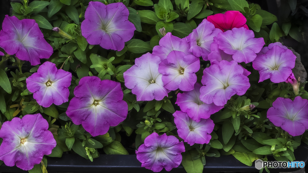 鉢植えの花