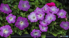 鉢植えの花