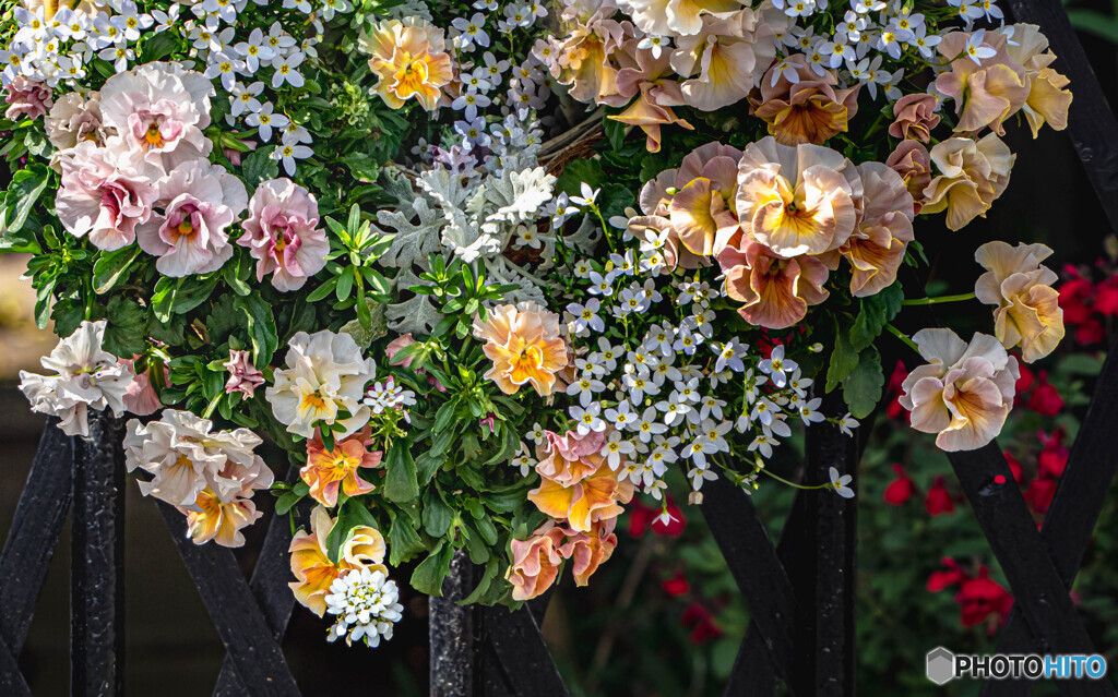 寄せ植えの花