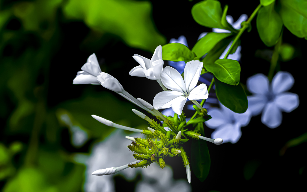 flower