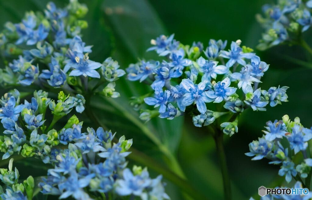 小さなガクアジサイの花