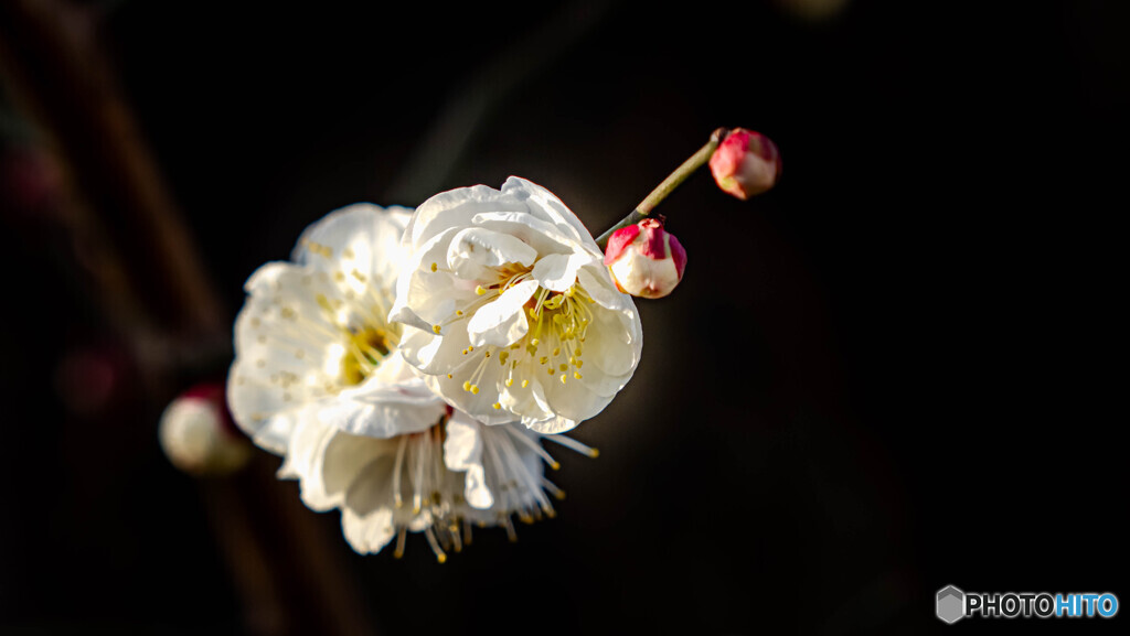 梅花