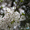 桜咲く