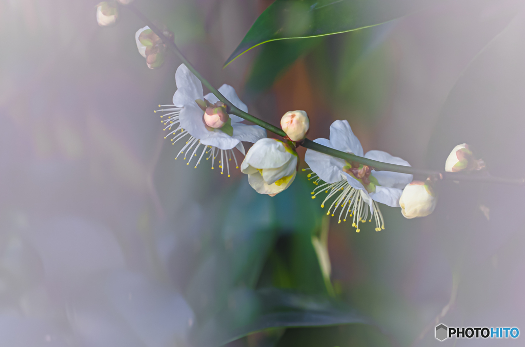 春霞