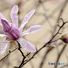 シデコブシの花