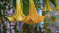 黄色いエンジェルトランペット