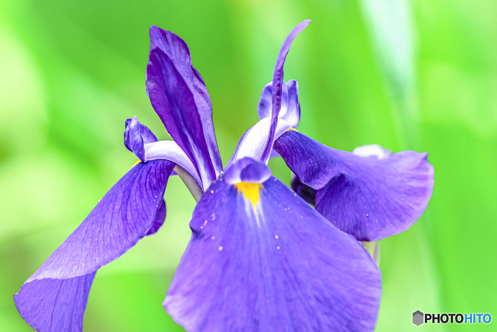 菖蒲