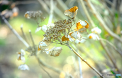 枯れ紫陽花