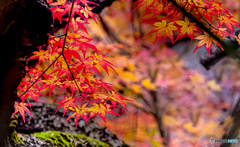 紅く染まる