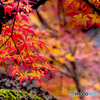 紅く染まる