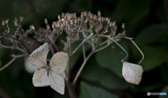 枯れ紫陽花