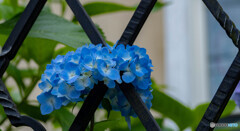 紫陽花