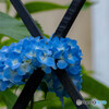 紫陽花