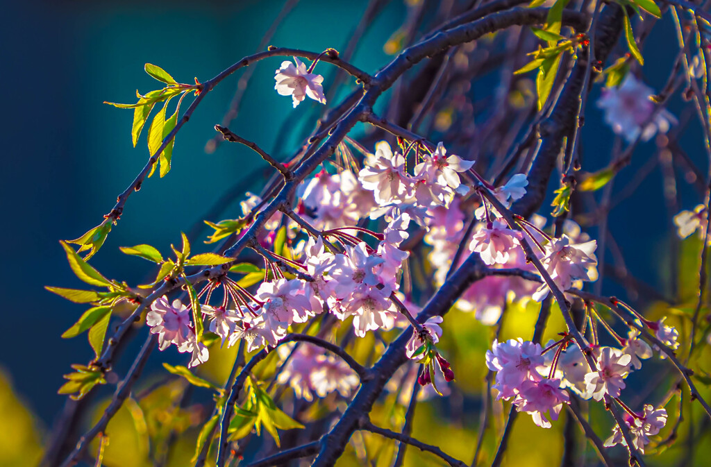 夕日の中に映える枝垂桜