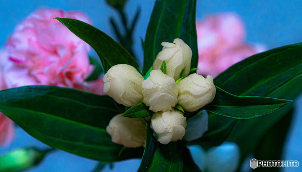 花瓶の花