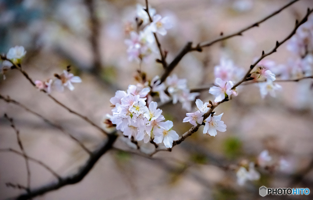 冬桜