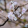 冬桜