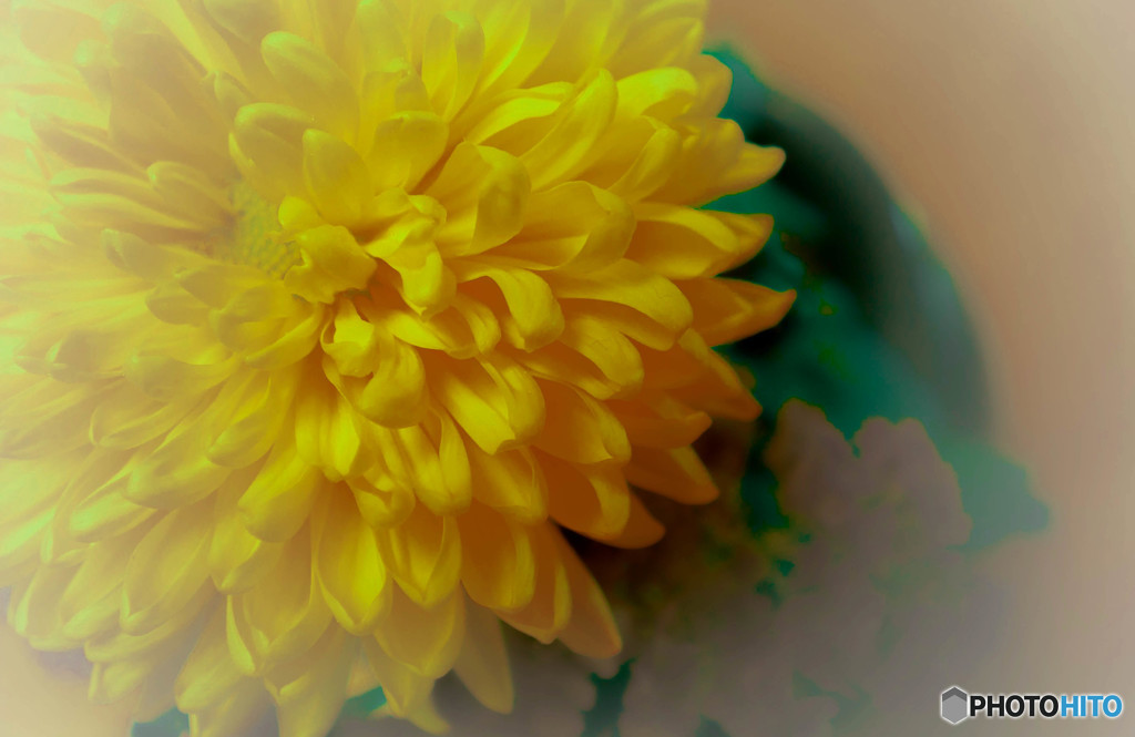 菊