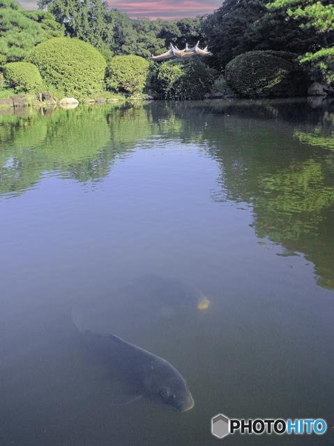 池の鯉