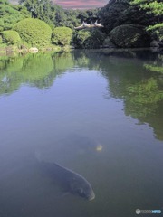 池の鯉