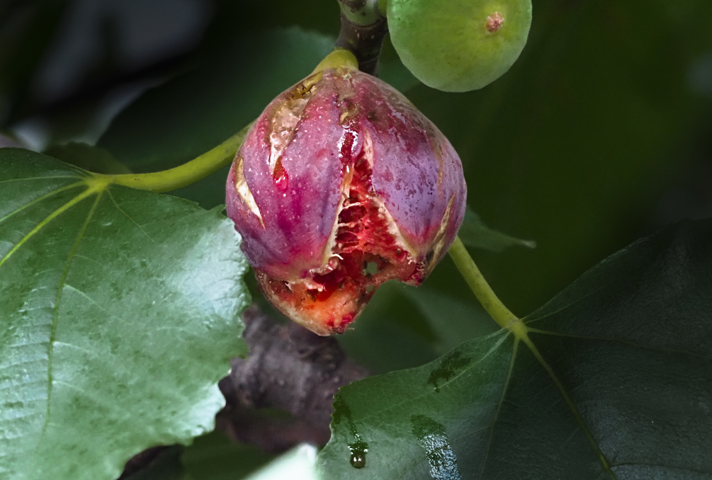熟した無花果（イチジク）