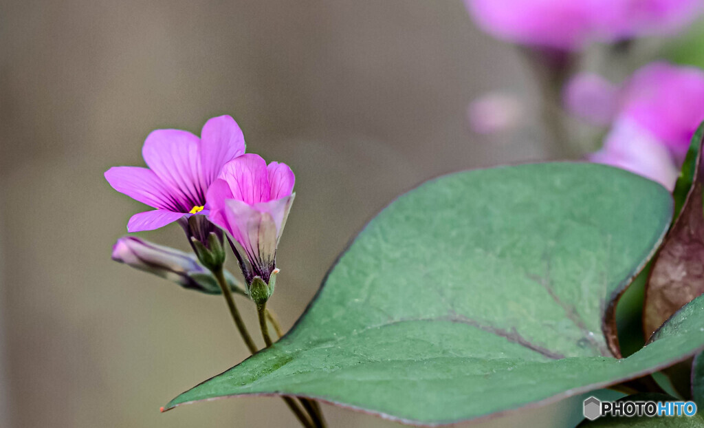 小さな花を見つめて