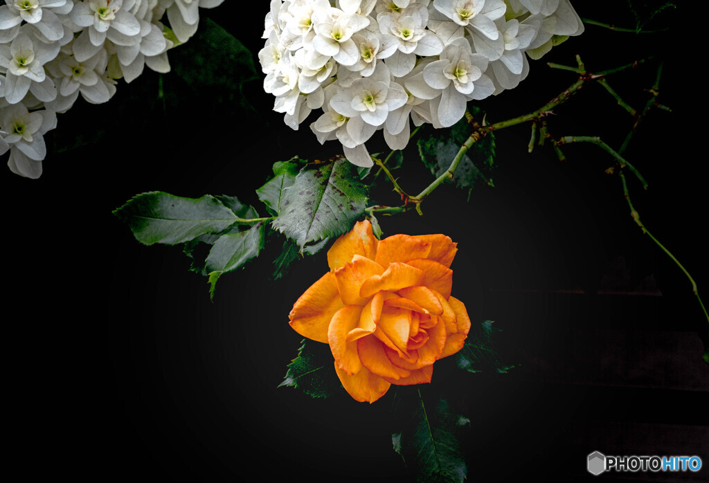 季節の花