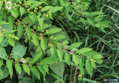 植物の話