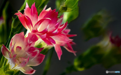 花瓶の花