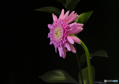 花瓶の花
