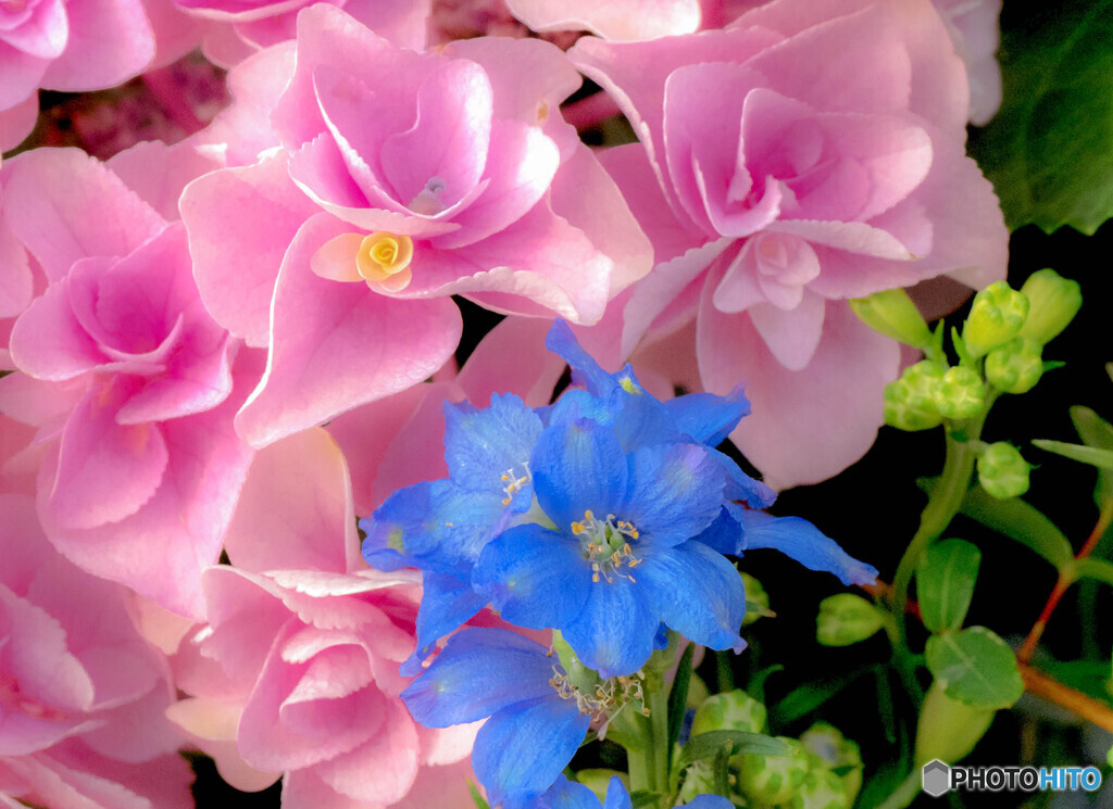紫陽花