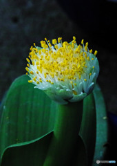 温室の植物