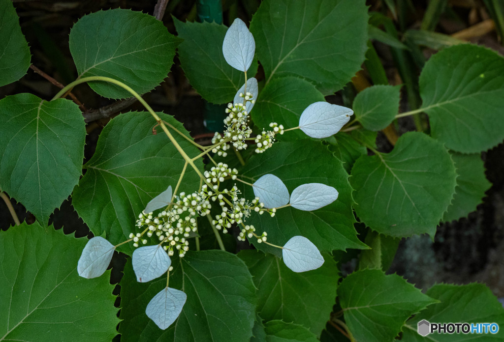 野に咲く紫陽花